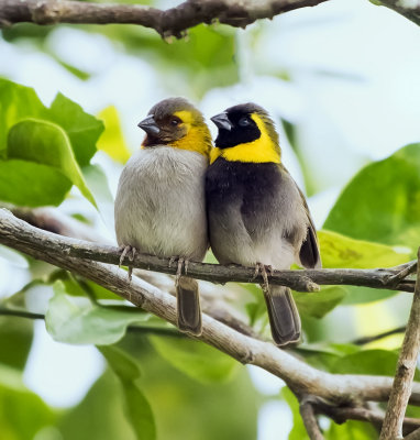 Cuban Grassquits