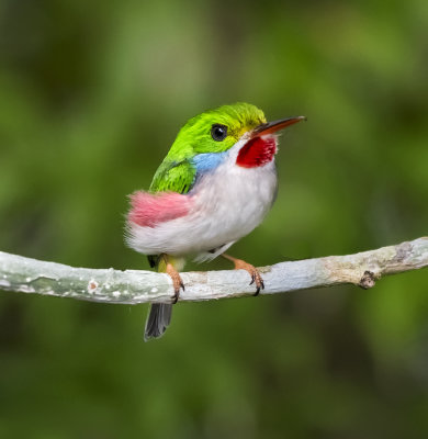 Cuban Tody