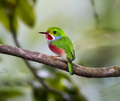 Cuban Tody