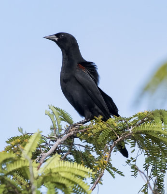 Red-shouldered Blackbird (juvenile)