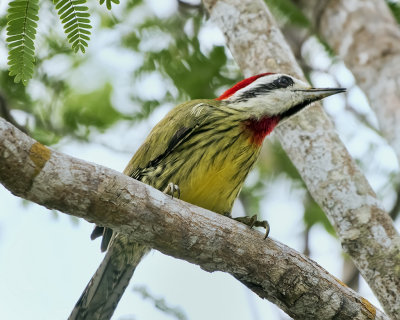 Cuban Green woodpecker