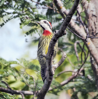 Cuban Green woodpecker