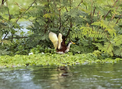 Northern Jacana