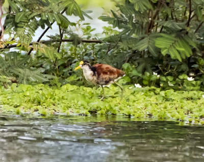 Northern Jacana