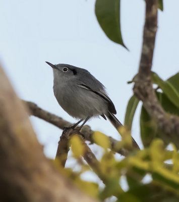 Cuban Gnatcatcher