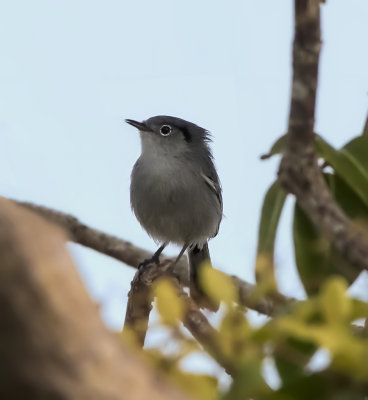 Cuban Gnatcatcher