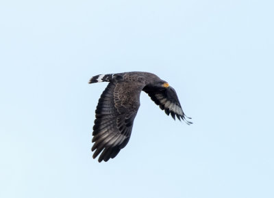 Cuban Black Hawk (Buteogallus gundlachii)