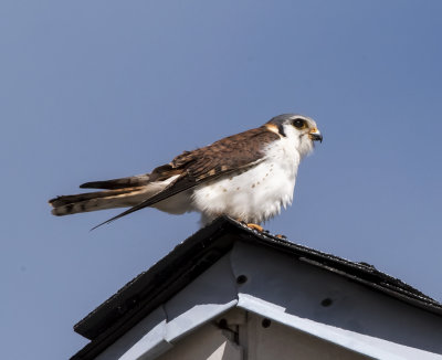 (Caribbean) American Kestrel