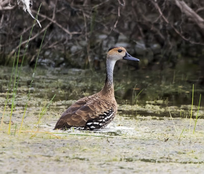 West Indian Whistling Duck (Dendrocygna arborea)
