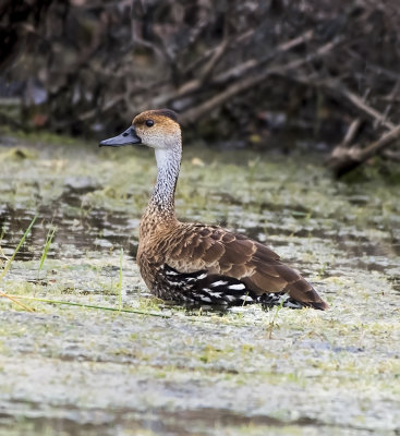 West Indian Whistling Duck (Dendrocygna arborea)