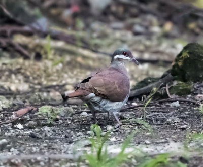 Key West Quail Dove (Geotrygon chrysia)