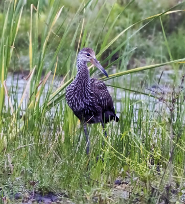 Limpkin (Aramus guarauna)