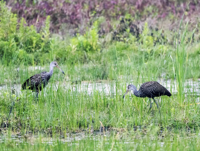 Limpkin (Aramus guarauna)