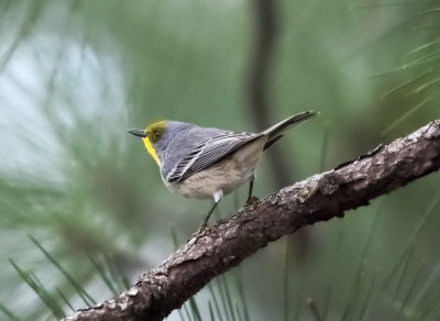 Olive-capped Warbler (Dendroica pityophil)