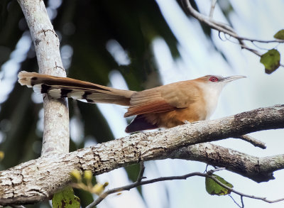 Seen in Pinar del Rio, Cuba. The Great Lizard Cuckoo (Coccyzus merlini)in common in Cuba and Bahamas.