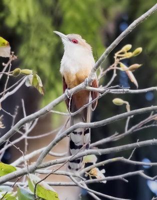 Cuban Lizard cuckoo