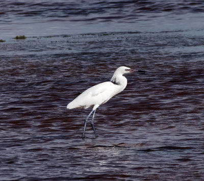 Reddish Egret