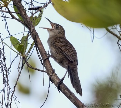 Zapata Wren