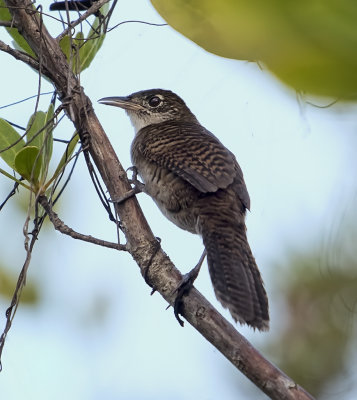 Zapata Wren