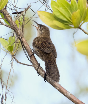 Zapata Wren