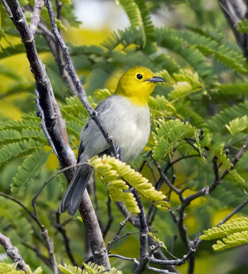 Yellow-headed Warbler