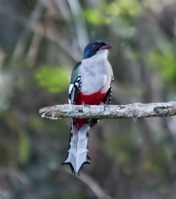 Cuban Trogon (Priotelus temnurus)