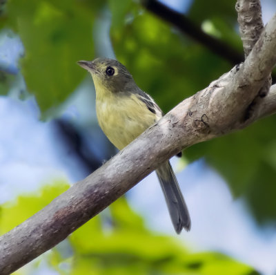 Cuban Vireo