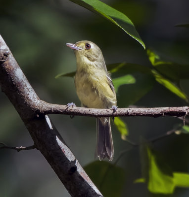 Cuban Vireo