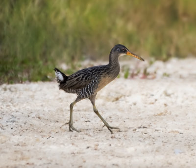 Clapper Rail