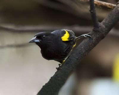 Cuban Oriole