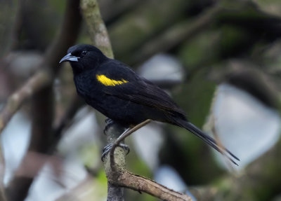 Cuban Oriole