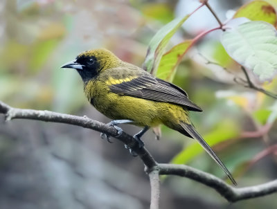 Cuban Oriole (juvenile)