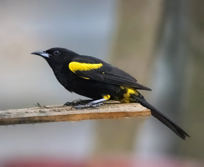 Cuban Oriole