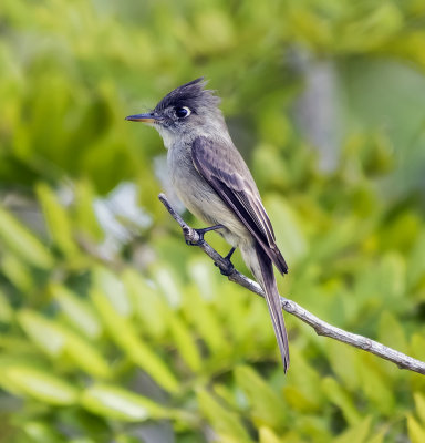 Cuban Pewee