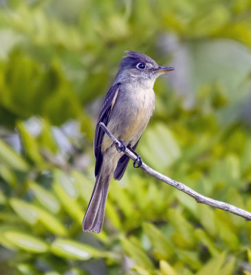 Cuban Pewee