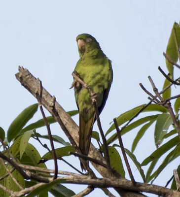 Cuban Perekeet (Psittacara euops)