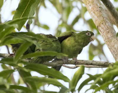 Cuban Perekeet (Psittacara euops)