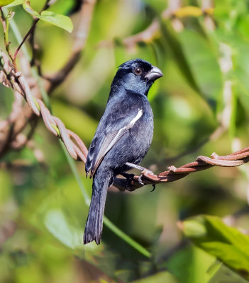Cuban Bullfinch (Melopyrrha nigra)
