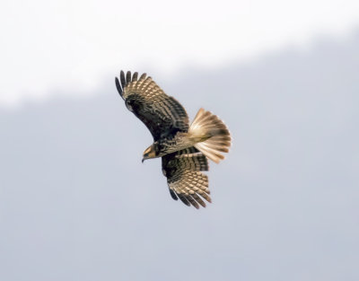 Snail kite