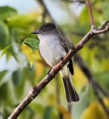 La Sagra's Flycatcher