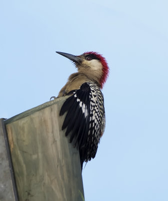 West Indian Woodpecker 