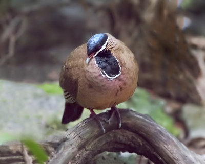 Blue-headed Quail-doves (Starnoenas cyanocephala)