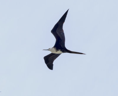 Magnificent Frigatebird