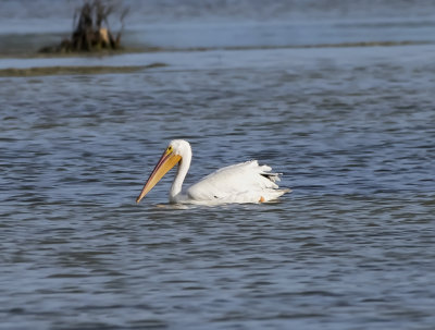 White Pelican