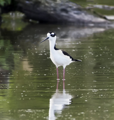 Black-necked Stilt (Himantopus mexicanus)