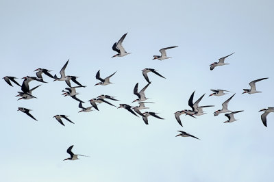 Black Skimmers