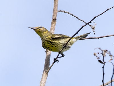 Cape May Warbler