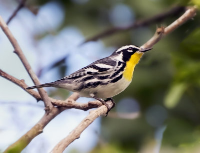 Yellow-throated Warbler