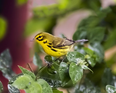 Prairie Warbler