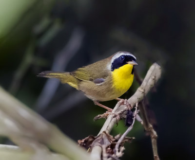 Common Yelllowthroat Warbler